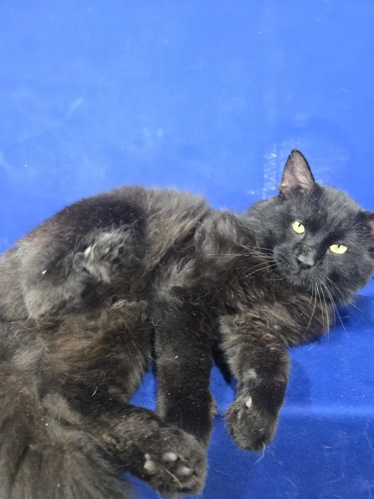 A young large-sized male Domestic Medium Hair cat named Heart Throb for adoption in Ruston, LA