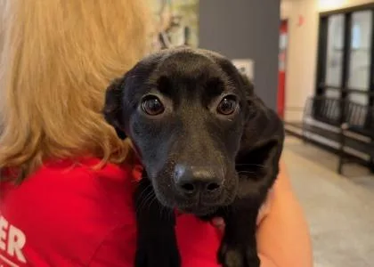 A baby medium-sized female Mixed Breed dog named Sangria  D for adoption in West Chester, PA
