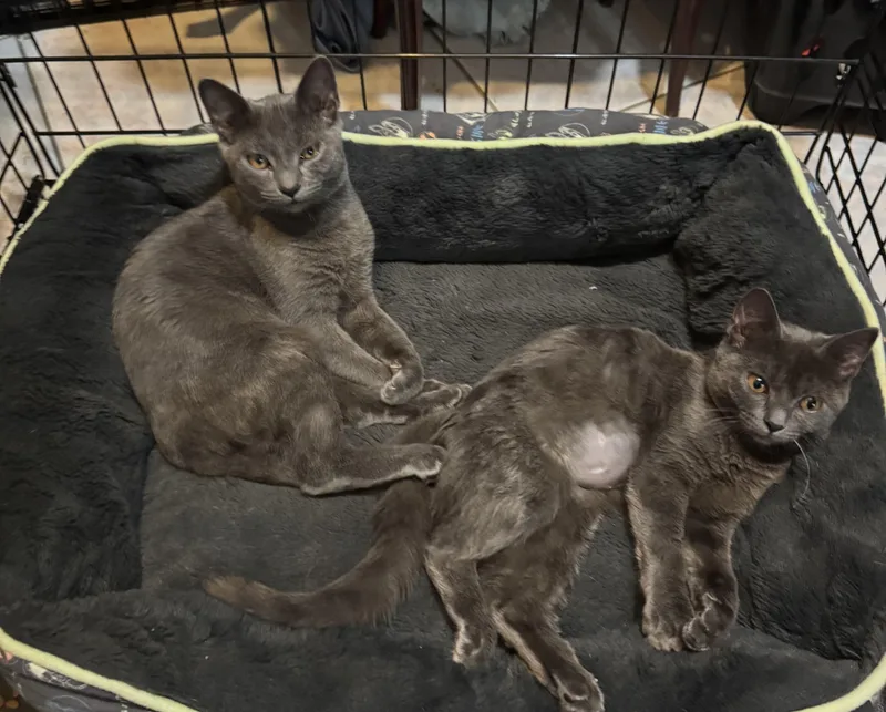 A baby medium-sized male Gray / Blue / Silver Russian Blue cat named Loki for adoption in Miami, FL