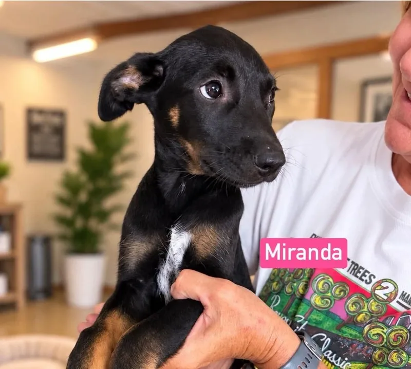 A baby medium-sized female Brown / Chocolate Shepherd dog named Miranda for adoption in Saugus, MA