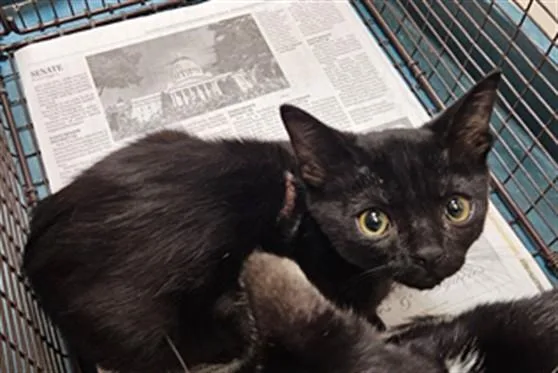 A baby medium-sized female Domestic Short Hair cat named Angie for adoption in Los Angeles, CA