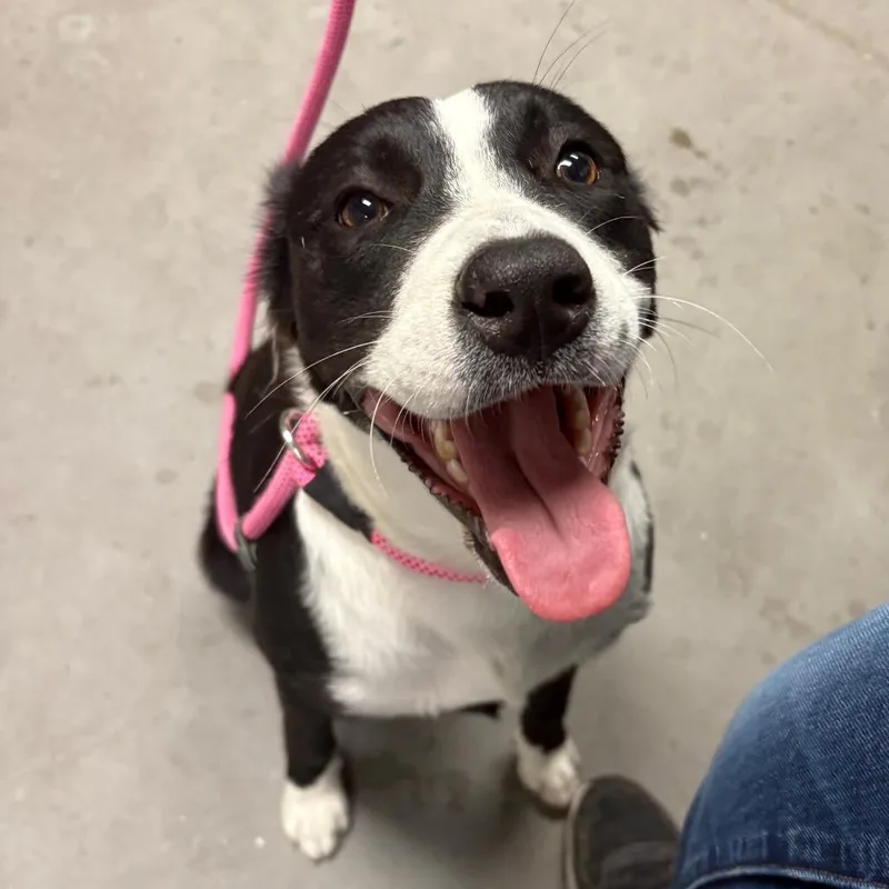 An adult medium-sized female Black Border Collie dog named Tilly for adoption in Yuma, AZ