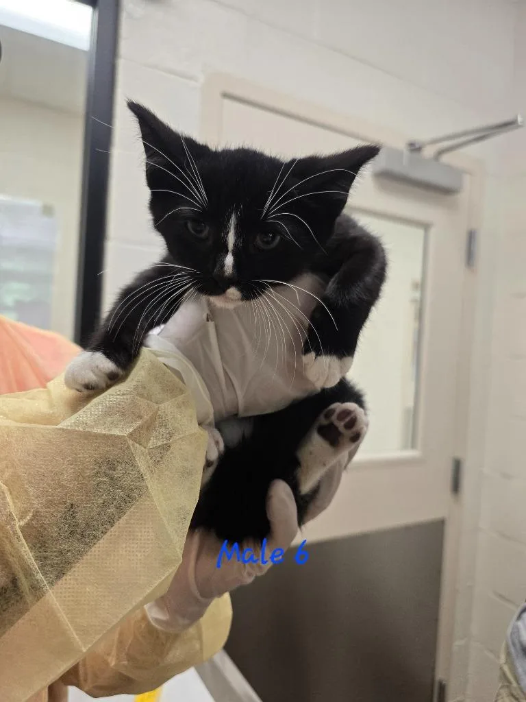 A baby medium-sized male Domestic Short Hair cat named Cremini for adoption in Madison, GA