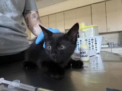 A baby small-sized male Domestic Medium Hair cat named Xkid for adoption in Westland, MI
