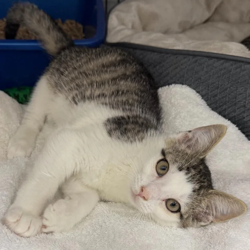 A baby small-sized male Domestic Short Hair cat named Tango for adoption in Ewing, NJ