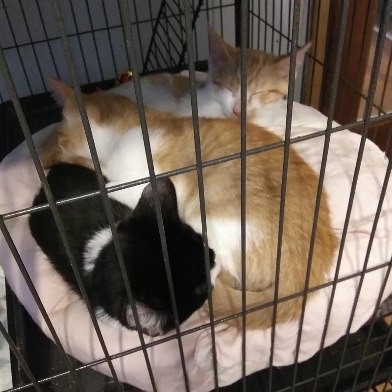 A baby medium-sized male Domestic Medium Hair cat named Finn for adoption in Port Wentworth, GA