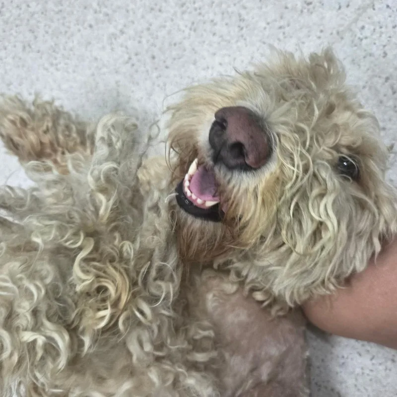 An adult large-sized male White / Cream Golden Retriever dog named Jetson for adoption in Binghamton, NY