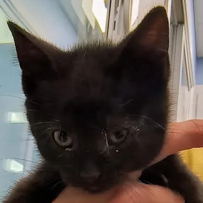 Obsidian thumbnail 2