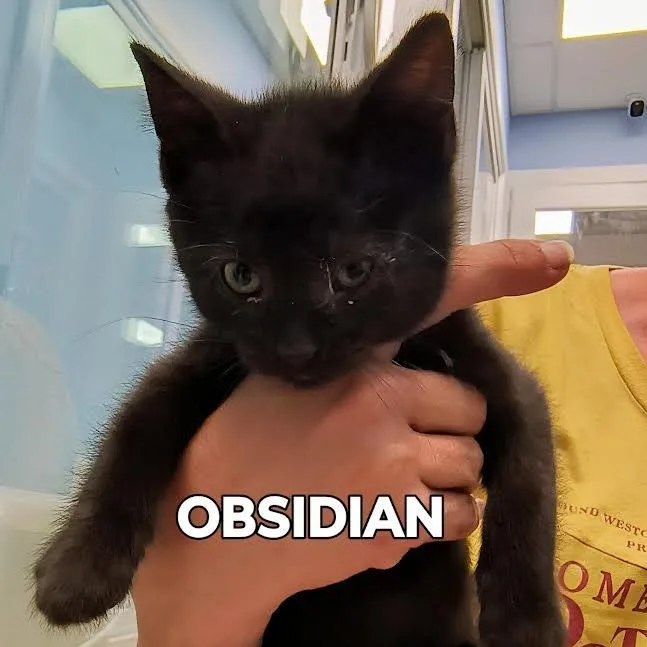 Obsidian thumbnail 3