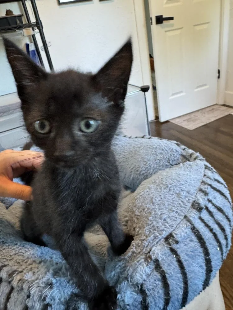 A baby small-sized female Domestic Short Hair cat named Spatula for adoption in Oak Park, MI