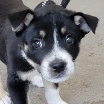 A baby small-sized male Black Mixed Breed dog named Lou for adoption in Las Cruces, NM