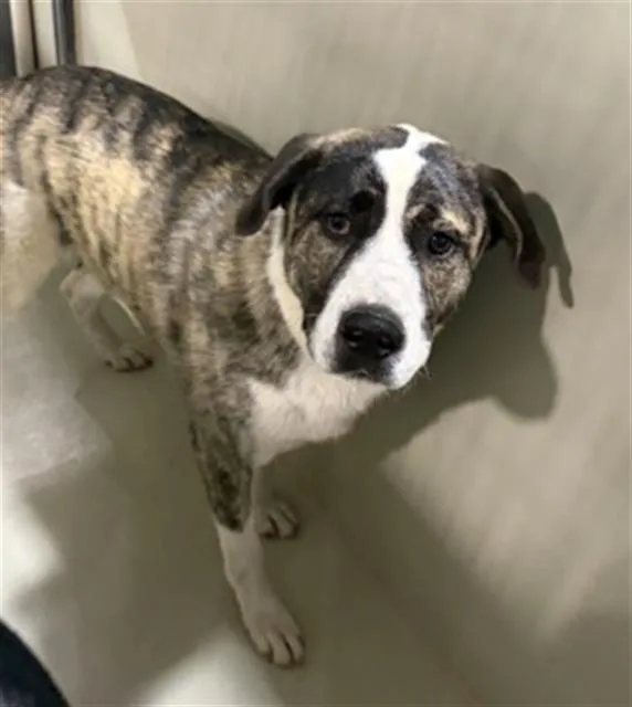 A young medium-sized male Brindle Shepherd dog named John Boy for adoption in Thousand Oaks, CA