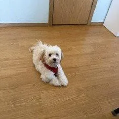 A young small-sized male White / Cream Havanese dog named Buttons in WA for adoption in Cumming, GA