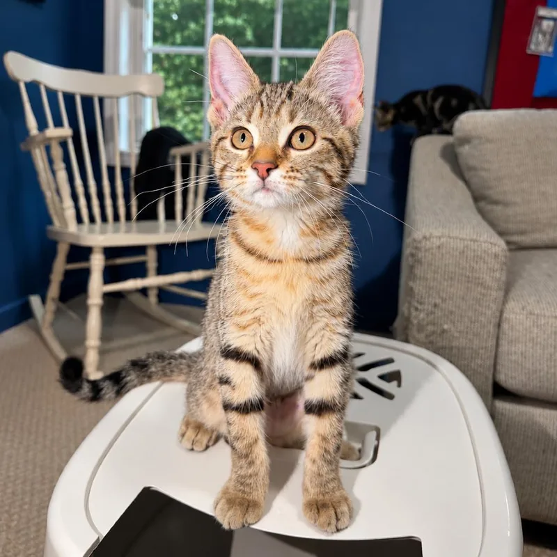 A baby small-sized female Gray / Blue / Silver Domestic Short Hair cat named Lola Flores for adoption in Roswell, GA