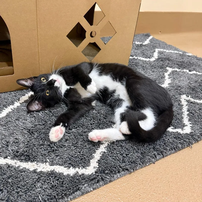 A baby medium-sized female Black Domestic Short Hair cat named Malibu Barbie for adoption in Agoura Hills, CA