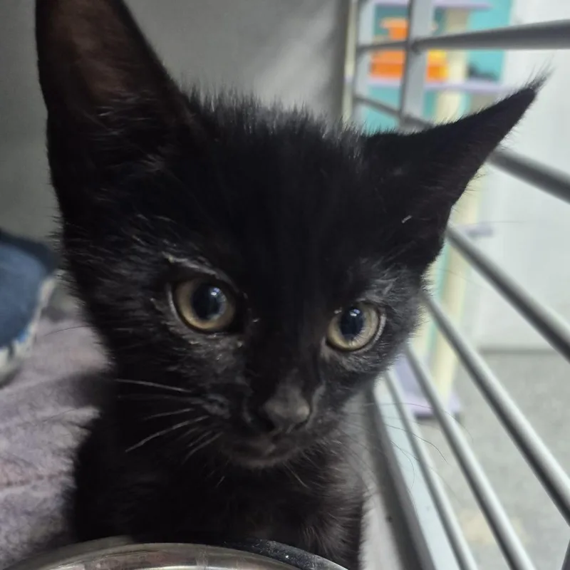 A baby small-sized female Gray / Blue / Silver Domestic Short Hair cat named Eponine for adoption in Newark, NJ