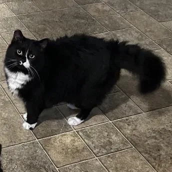 An adult medium-sized female Black Domestic Long Hair cat named Lovey Aka Ma for adoption in Priest River, ID