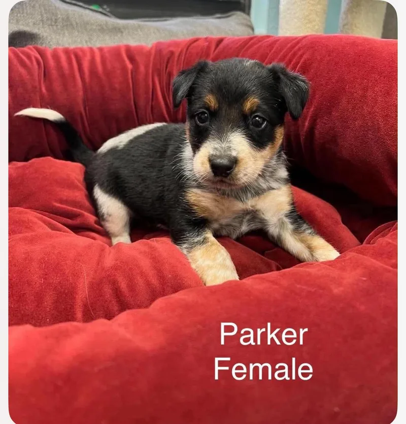 A baby medium-sized female Australian Cattle Dog / Blue Heeler dog named Parker cs for adoption in Columbia, MD