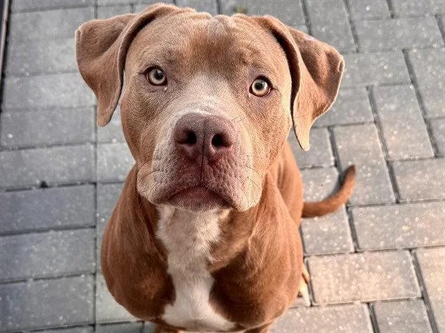 An adult large-sized female Pit Bull Terrier dog named Dior for adoption in Tavares, FL