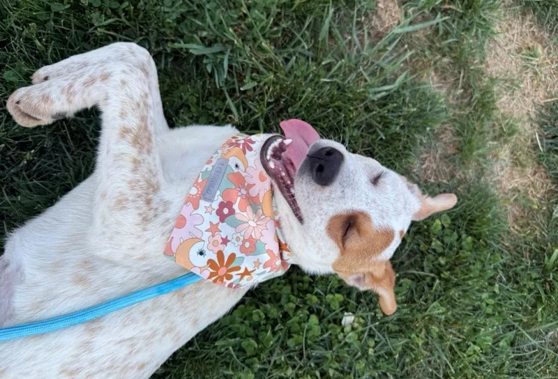 A baby medium-sized female Australian Cattle Dog / Blue Heeler dog named Mary Kate for adoption in Burnsville, NC