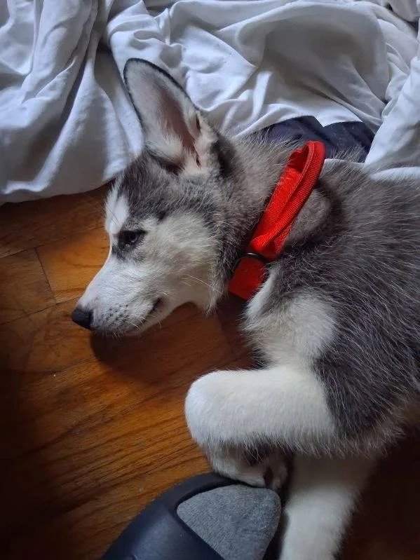 A young medium-sized male Siberian Husky dog named Zuko for adoption in Cumming, GA