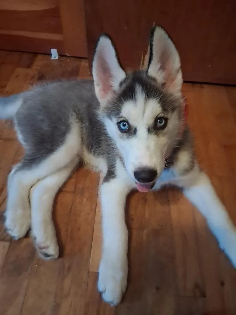 Zuko thumbnail 2
