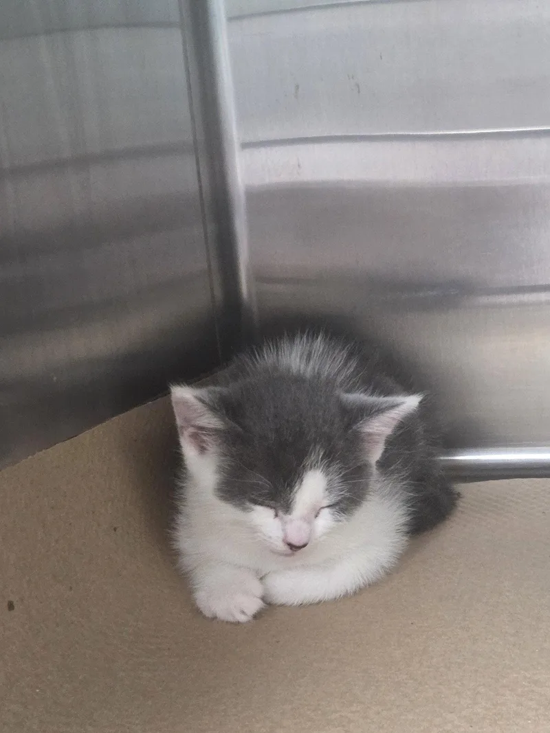 A baby medium-sized male Gray & White Domestic Short Hair cat named Angus A for adoption in Trenton, NJ