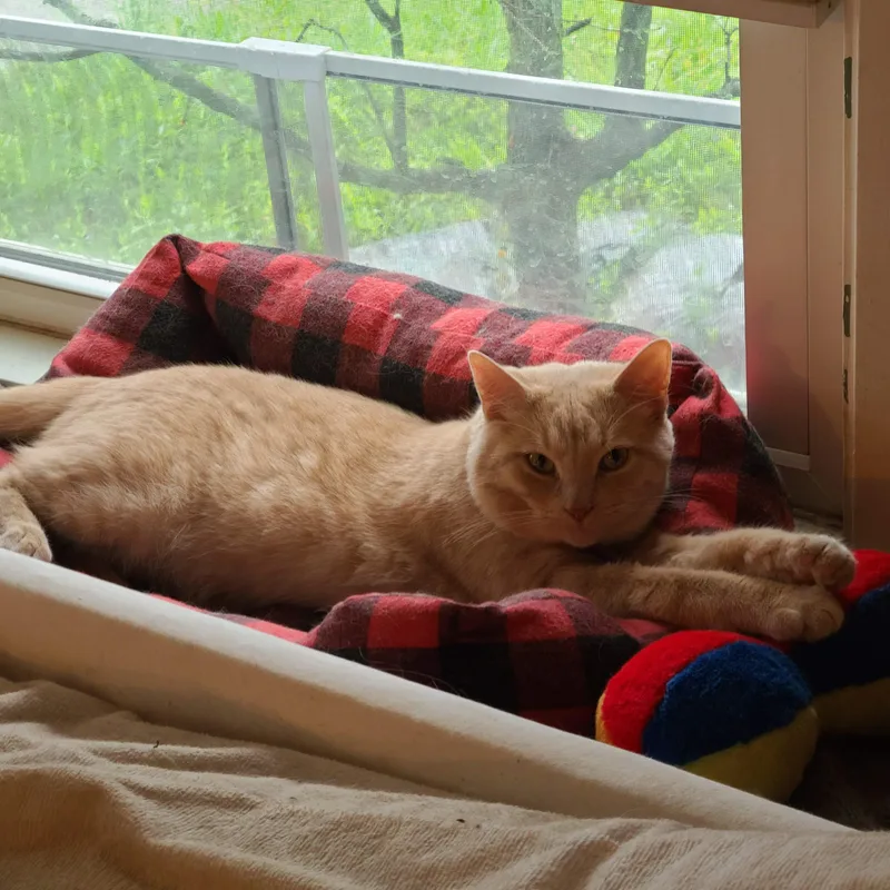 An adult medium-sized male Orange & White Domestic Short Hair cat named Nikola for adoption in Cleveland, OH