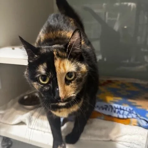 An adult medium-sized female Tortoiseshell Domestic Short Hair cat named Miranda for adoption in Hutchinson, MN