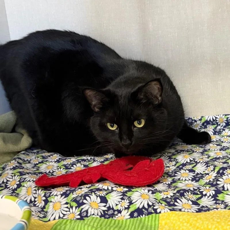 An adult extra large-sized male Black Domestic Short Hair cat named Sean for adoption in Conway, NH