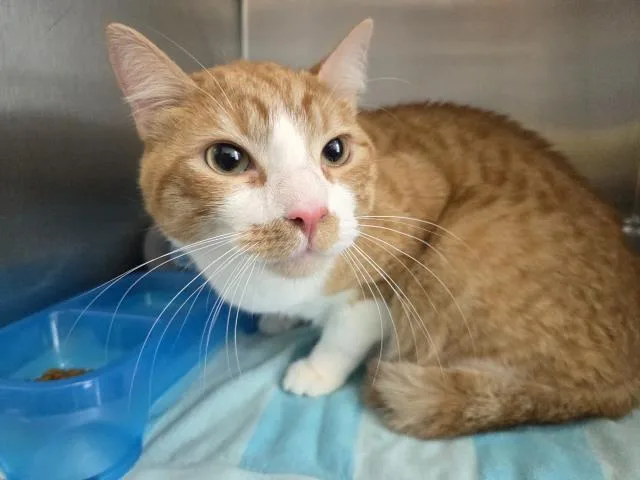 A young large-sized male Domestic Short Hair cat named Mossimo for adoption in Pensacola, FL