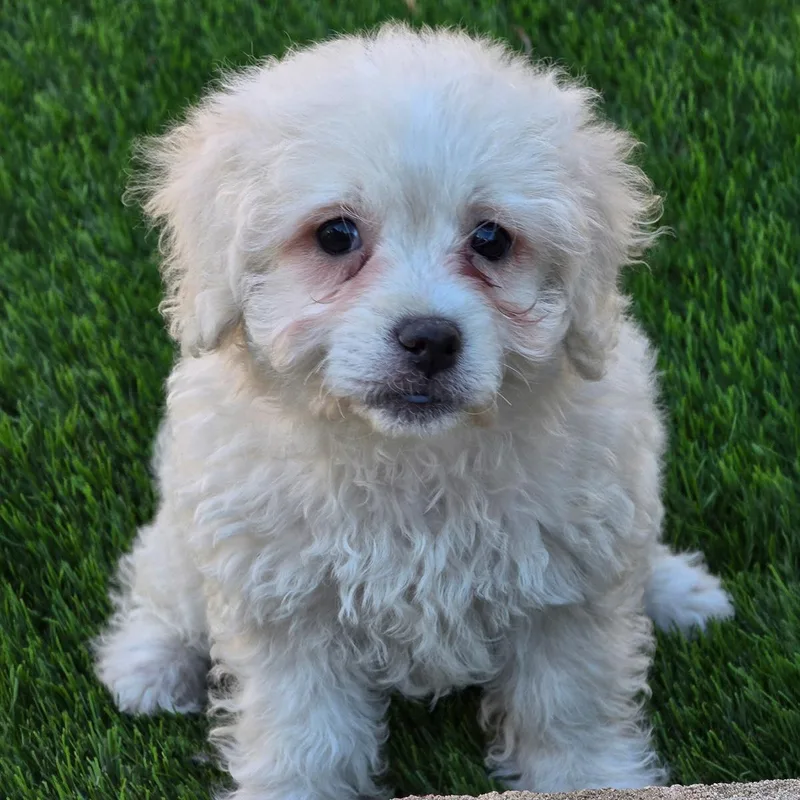 A baby small-sized female Maltese dog named Pizza Pup  Margherita for adoption in San Diego, CA