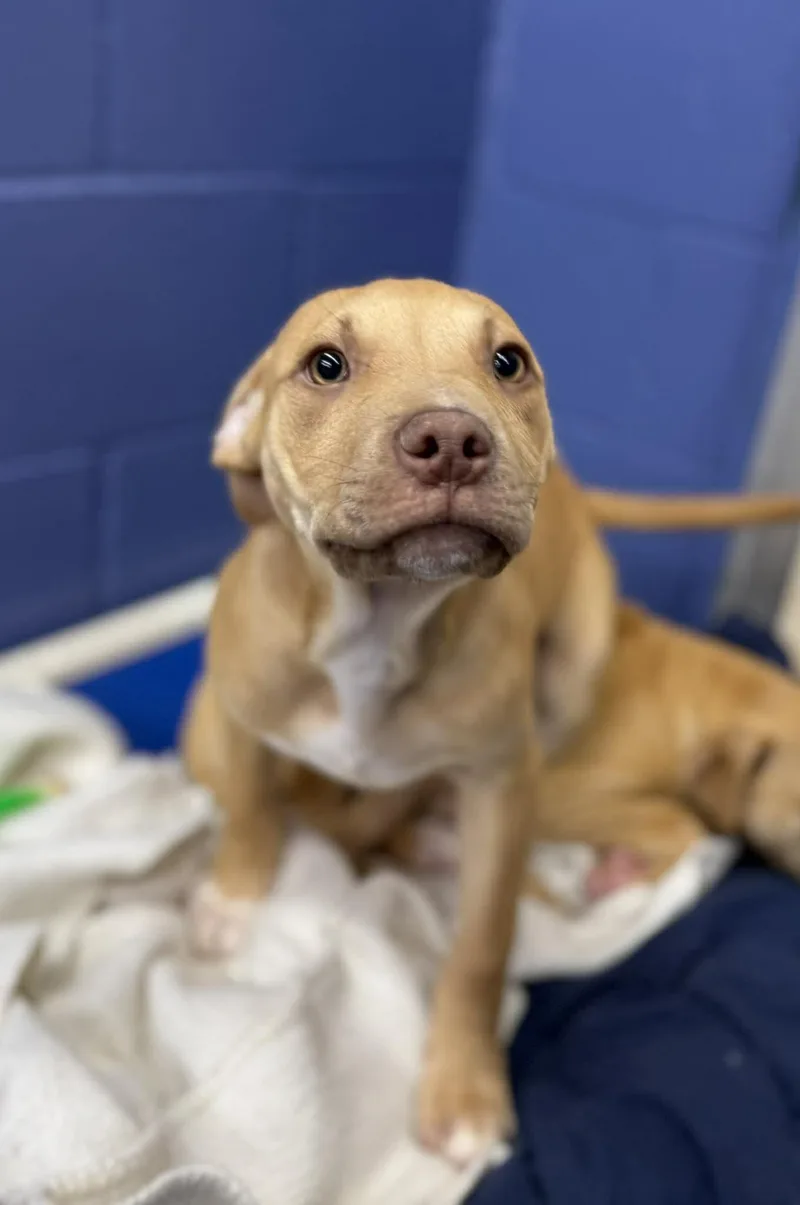 A young medium-sized male Red / Chestnut / Orange Mixed Breed dog named Floyd for adoption in Leitchfield, KY