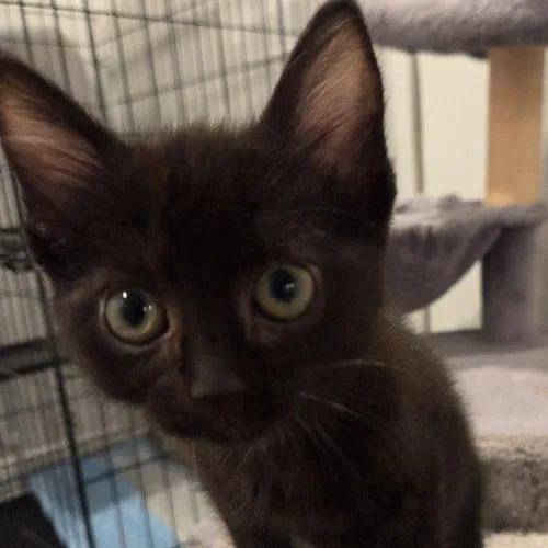 A baby small-sized female Domestic Short Hair cat named Milano for adoption in Knoxville, TN