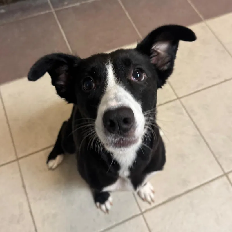 An adult medium-sized female Black Mixed Breed dog named Magnolia for adoption in Springboro, OH
