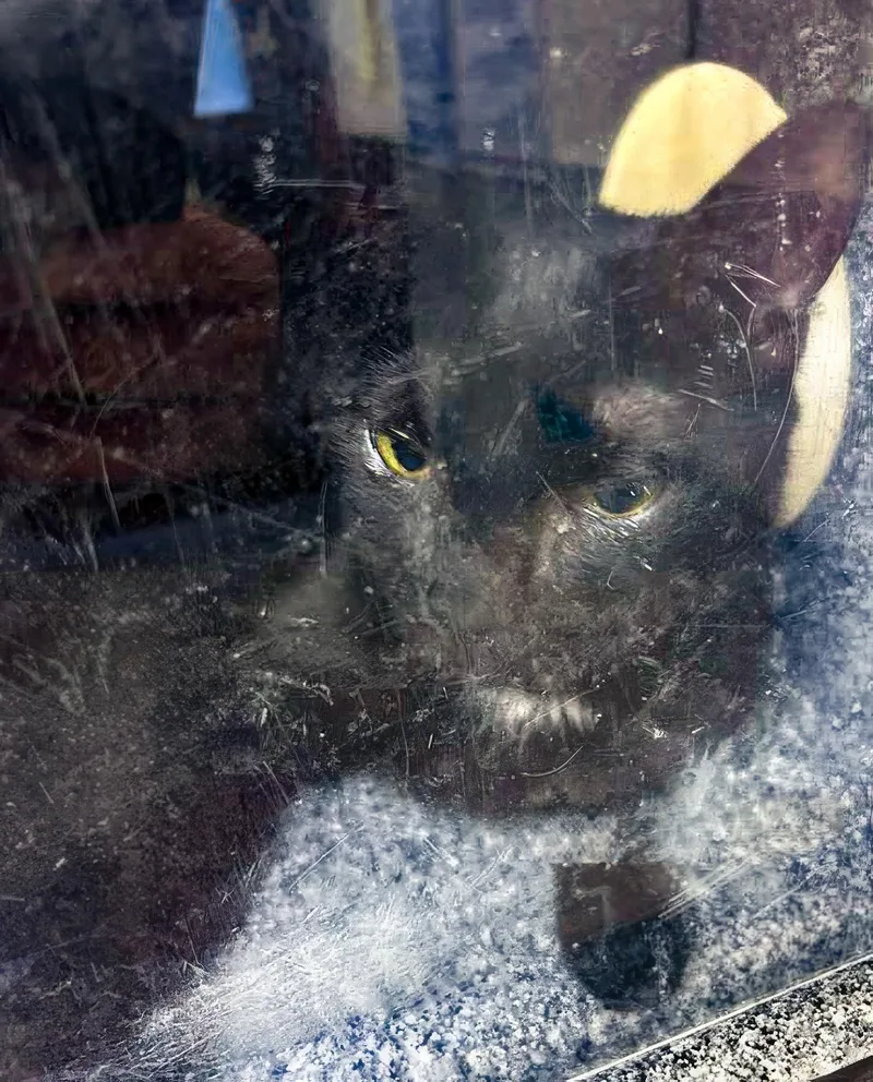 An adult medium-sized female Domestic Short Hair cat named Seia for adoption in Nashville, TN