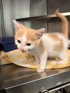 A baby small-sized male Domestic Short Hair cat named Maomao for adoption in Lees Summit, MO