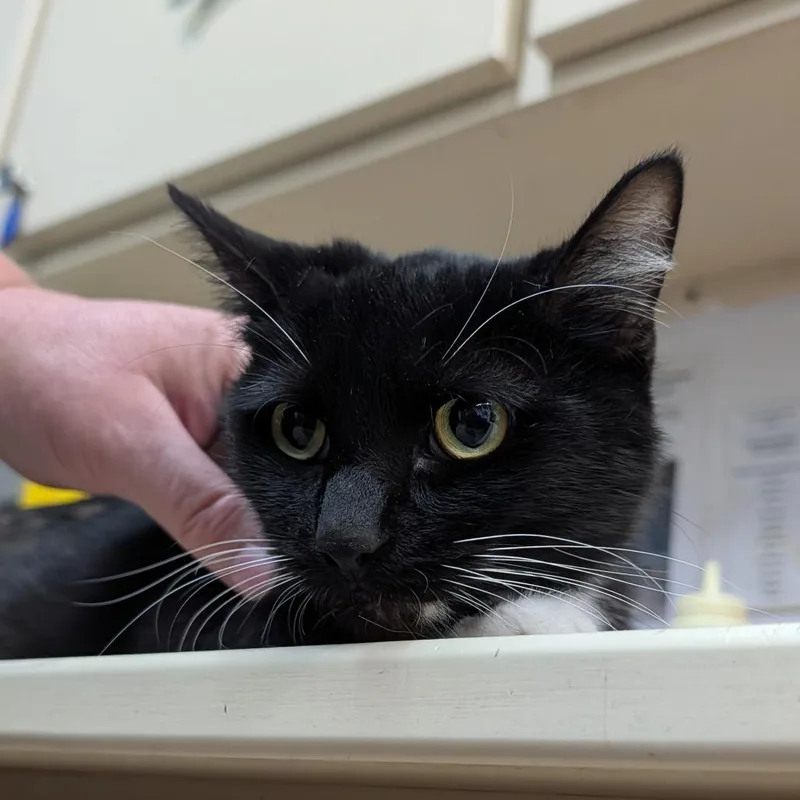 An adult medium-sized female Black Domestic Short Hair cat named Sissy for adoption in Ardmore, OK