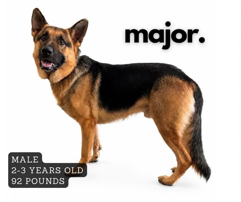 An adult large-sized male German Shepherd Dog dog named Major for adoption in Ashland, KY