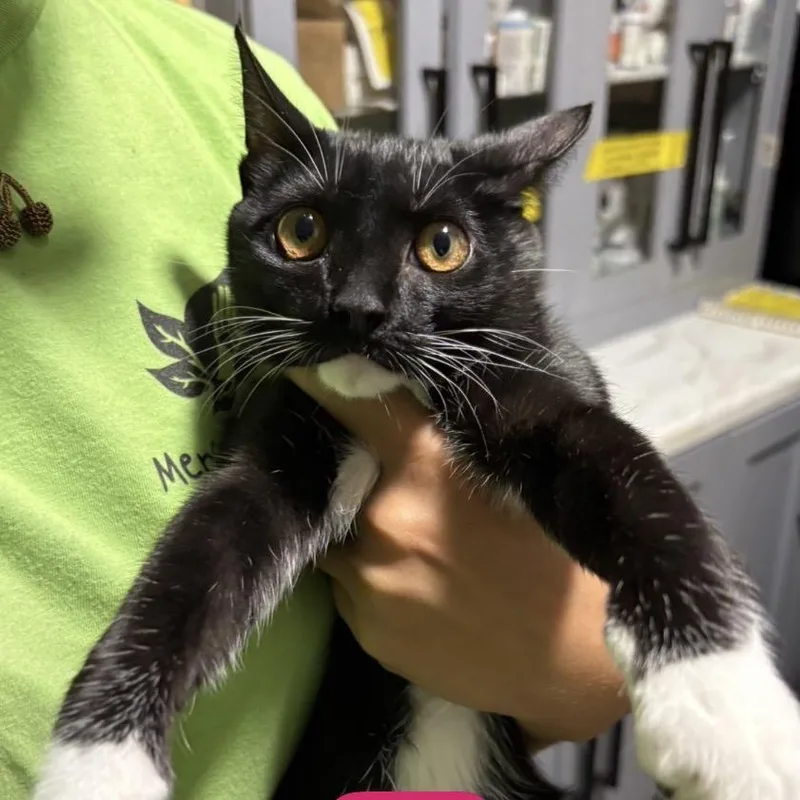 A baby medium-sized female Black Domestic Short Hair cat named Fries for adoption in Tampa, FL