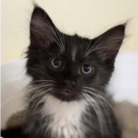 A baby medium-sized male Black & White / Tuxedo Domestic Long Hair cat named Weasly for adoption in Santa Rosa, CA