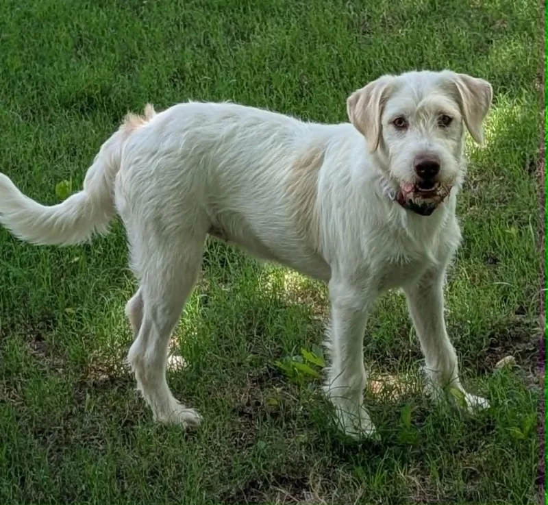 A baby medium-sized female Schnauzer dog named Chey for adoption in Seven Points, TX