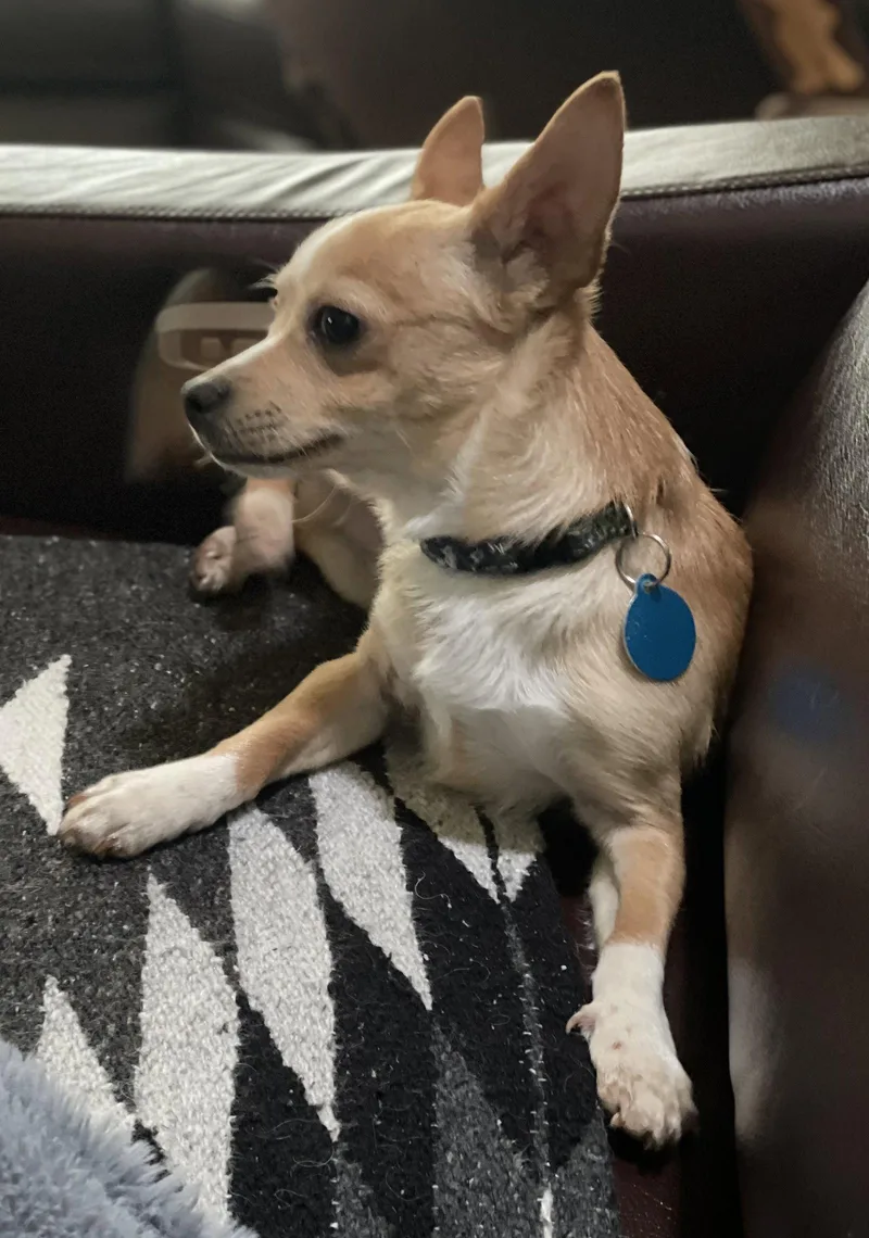 A baby small-sized male Chihuahua dog named Penn for adoption in Seattle, WA