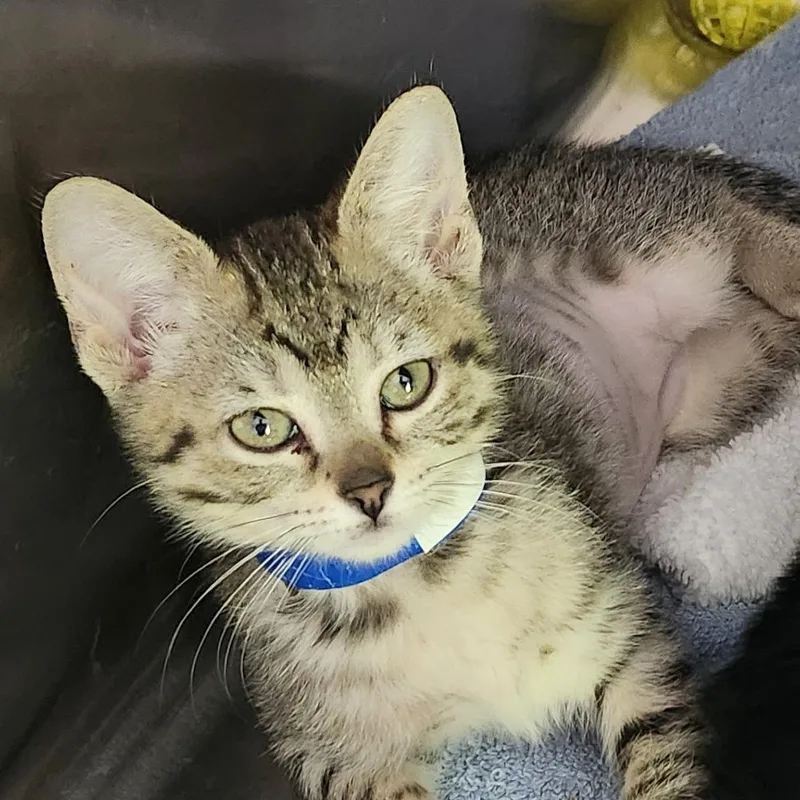 A baby small-sized female Brown / Chocolate Domestic Short Hair cat named Asteroid for adoption in Columbia Station, OH
