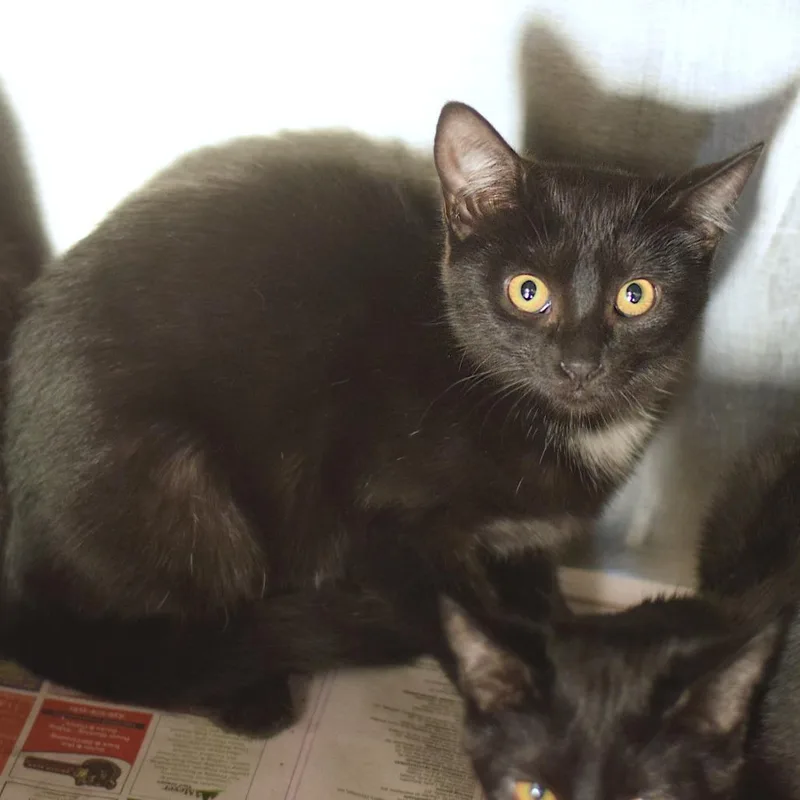 A baby small-sized female Domestic Short Hair cat named Doc for adoption in Belleville, IL