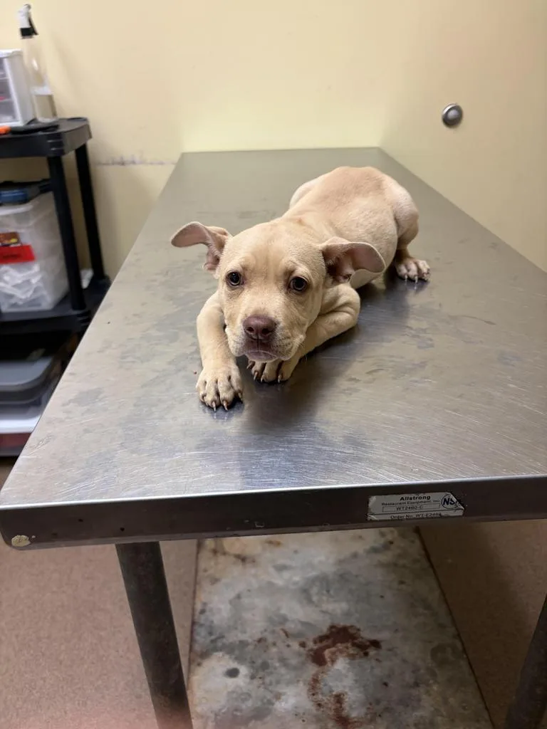 A baby medium-sized male Mixed Breed dog named Nascar Tire for adoption in Florence, SC