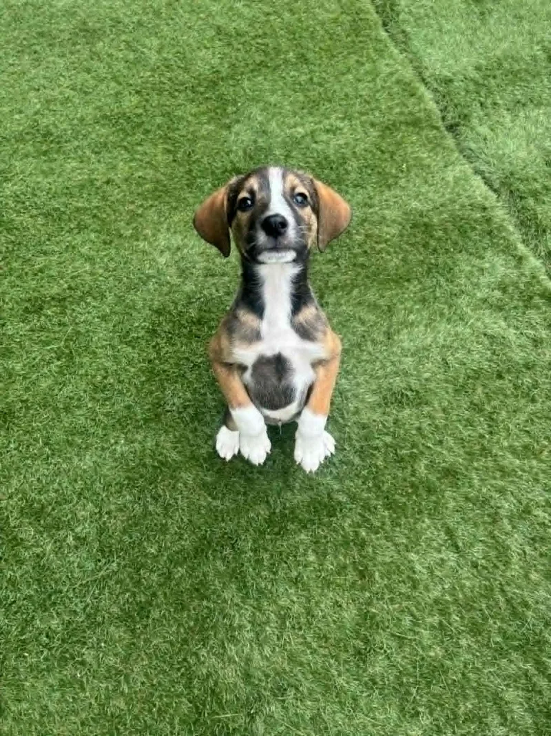 A baby medium-sized male Tricolor (Brown, Black, & White) Mixed Breed dog named Russet for adoption in Kenosha, WI