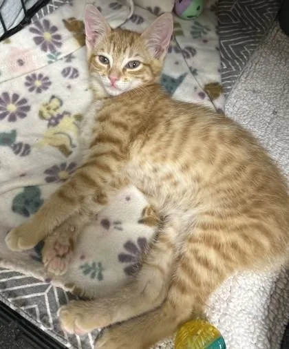 A young small-sized male Domestic Short Hair cat named Persi for adoption in Phoenix, AZ