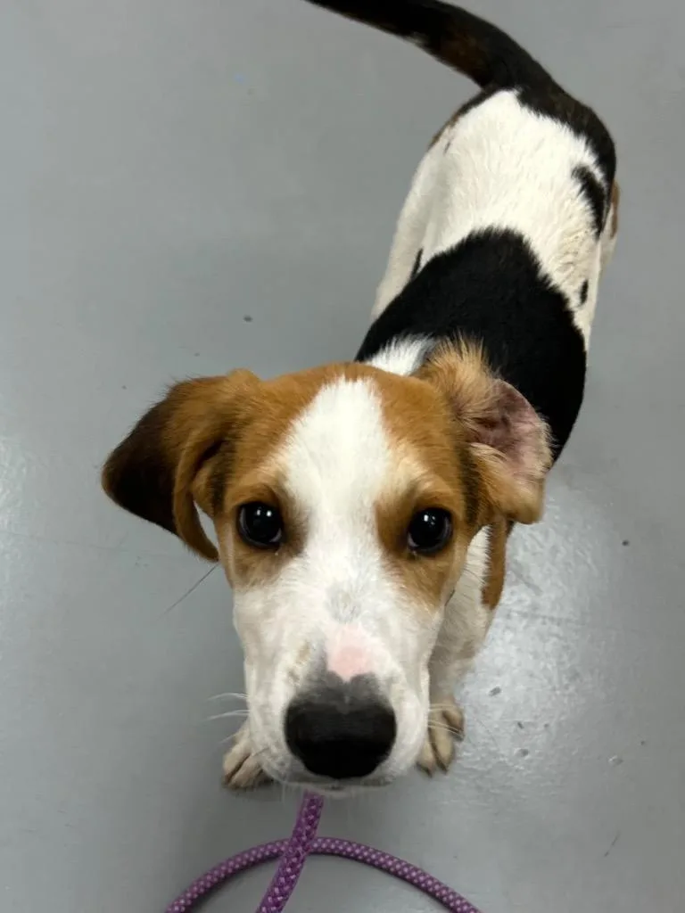 A baby medium-sized male Hound dog named Kreek for adoption in Hartsville, SC