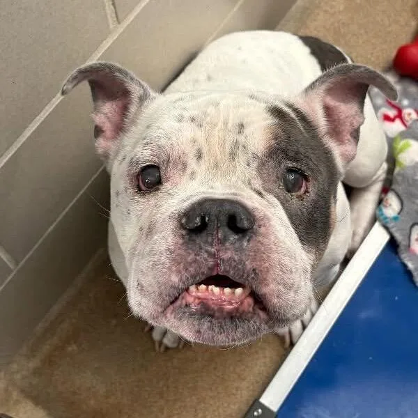 An adult small-sized male White / Cream American Bulldog dog named Sloth D for adoption in Princeton, MN
